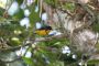 Trinidad2005 - 091 * Violaceous Euphonia.